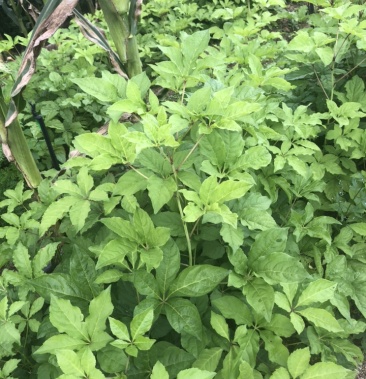 [刺五加苗批发]刺五加苗 短梗刺五加苗,实生一年苗 二年苗都有价格0.