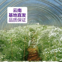 云南满天星永生花干花花束批发基地直发真花客厅摆设