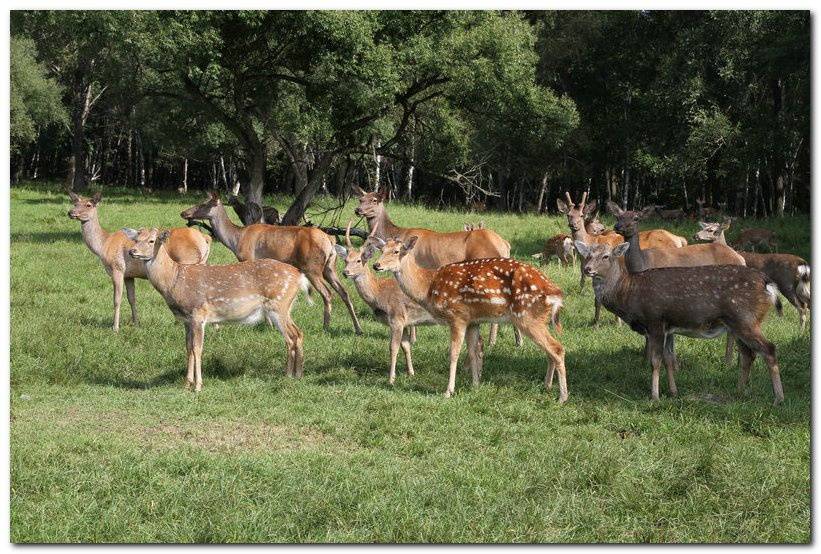 鹿血鹿鞭片原材料梅花鹿