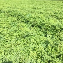 刺嫩芽苗东北基地批发，成活率高，产地大量批发