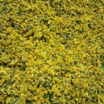 野菊花黄菊花