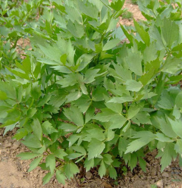 [当归批发]现挖 鲜当归 入菜价格6.00元/斤 - 一亩田