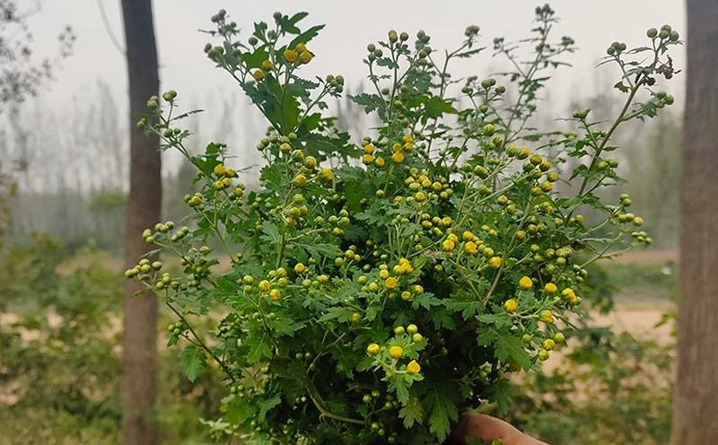 野菊花与玫瑰花泡水图