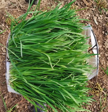 [韭菜批发]云南韭菜价格2.50元/斤 - 一亩田