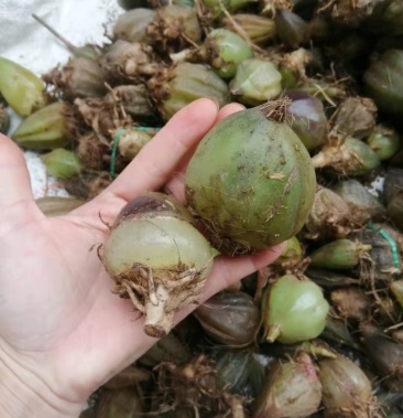 石仙桃,石猪心,一手货源,深山挖取,新鲜