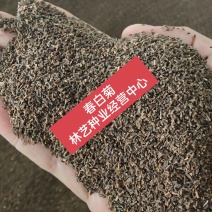 春白菊春黄菊种子多年生宿根花卉籽耐寒庭院室外景观绿化花草
