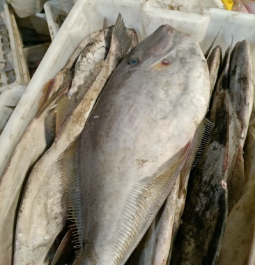 马面鱼新鲜扒皮鱼大耗子鱼老鼠鱼海产品批发海鲜