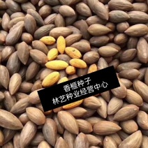 香榧种子林木种子榧子种子三代果香榧树种子材种子
