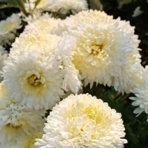药用菊花