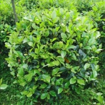 红花含笑花球绿化工程绿化小区绿化庭院