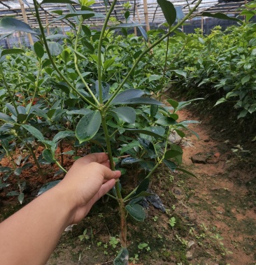 大紅八角杯苗營養杯八角嫁接苗食用大料苗山地庭院南方北方種