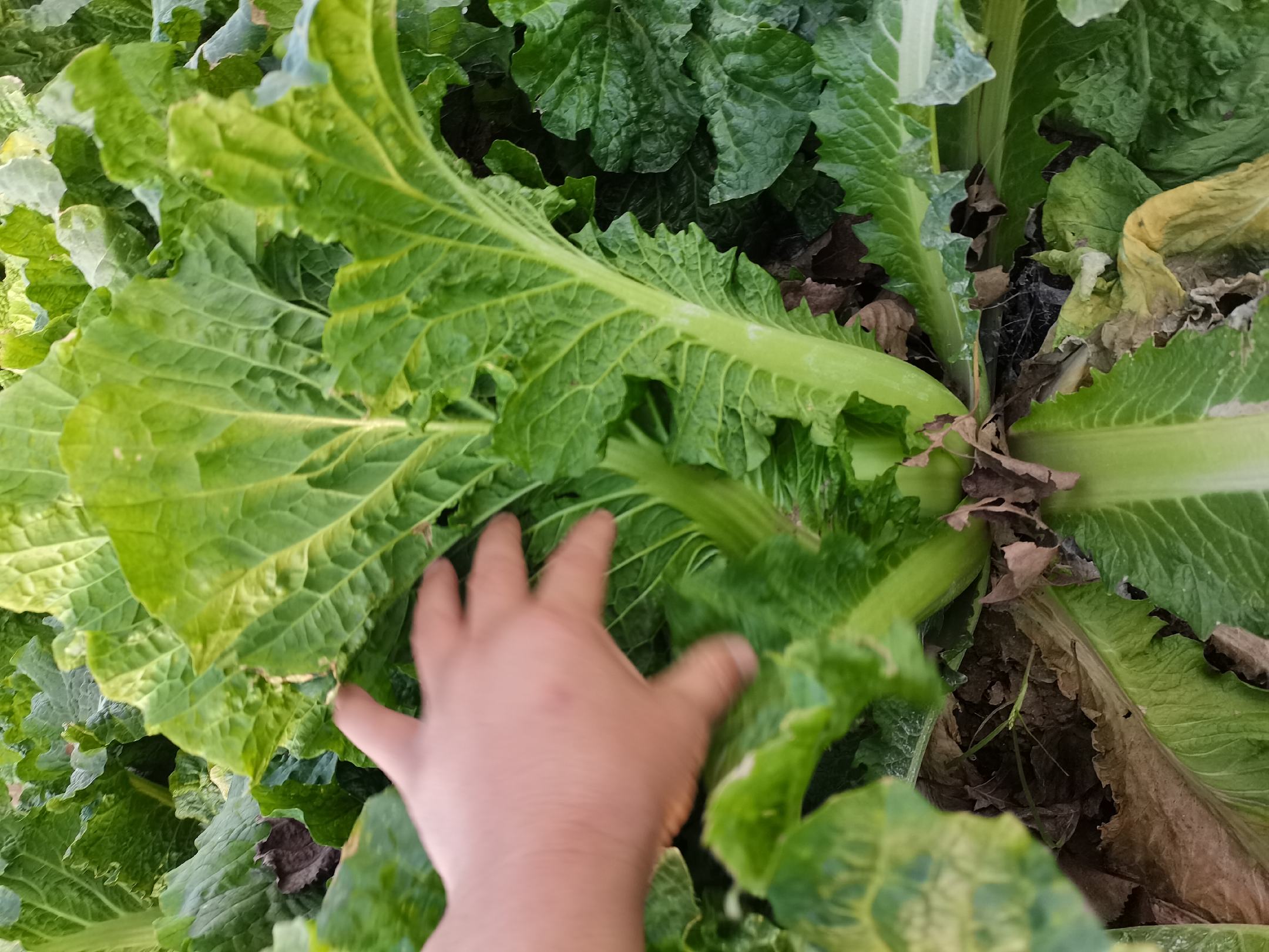 白菜品种对比图