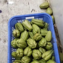 贵州绿皮佛手瓜种，龙须菜种，质量保证，都是自己基地自产自