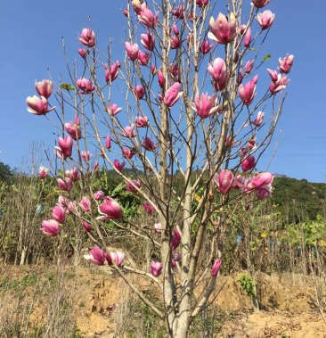 喬木玉蘭樹紫玉蘭二喬玉蘭玉蘭樹福建漳州歡迎老闆