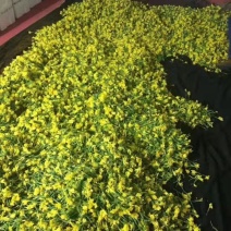 产地青黄节瓜—基地直供，一手货源基地直发