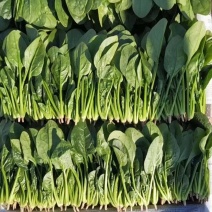 单县万亩优质菠菜大量上市，一手货源、代发全国
