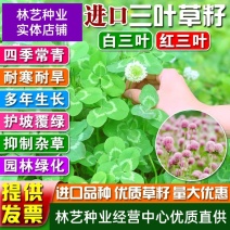 白三叶草种子绿化草种子绿化护坡白三叶草籽