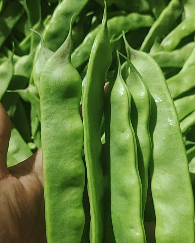 云南元谋精品油豆角将军一点红豆角豆角产地直发