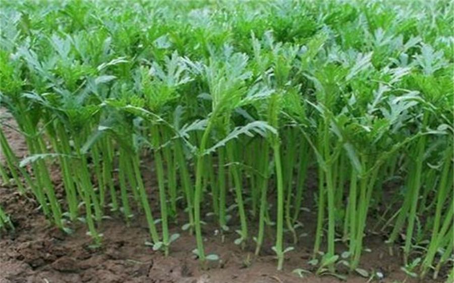 茼蒿成熟采收图