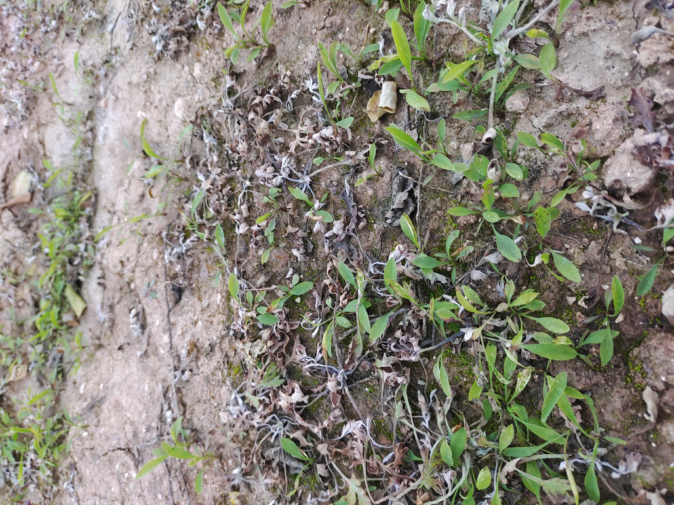 北柴胡植物图:展示北柴胡的植株形态及生长环境 北柴胡植物图