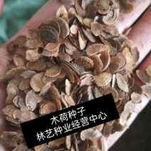 新采木荷种子木荷树种荷木荷树种子花木种子林木种子