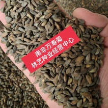 南非万寿菊花种子室内外庭院阳台四季播种易成活盆栽花卉花籽