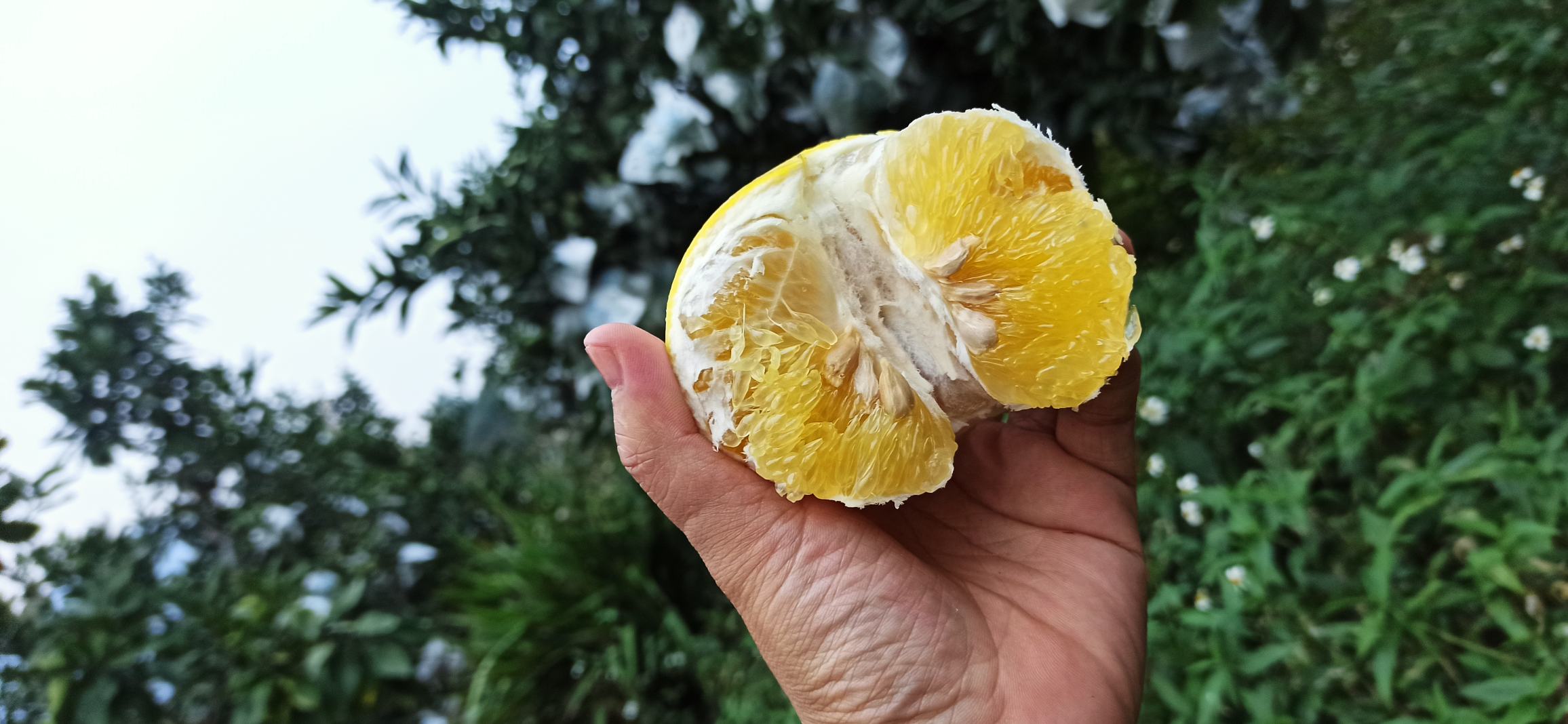 婴儿与葡萄柚果肉的温馨喂食场景