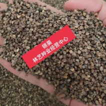 锦葵种子春播四季阳台庭院盆栽园林观花植物花籽多年生耐寒花
