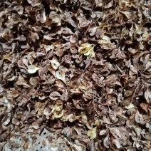 虎杖种子，驯化虎杖种子，出苗高。