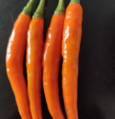 黄金辣椒黄线椒长条黄辣椒基地出货欢迎采购