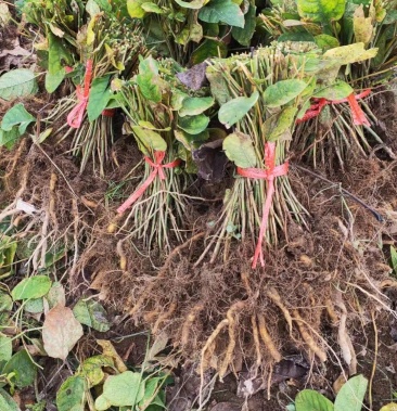 [虎杖批发]虎杖种苗虎杖苗酸筒梗种苗免利川虎费技术指导包回收包成活