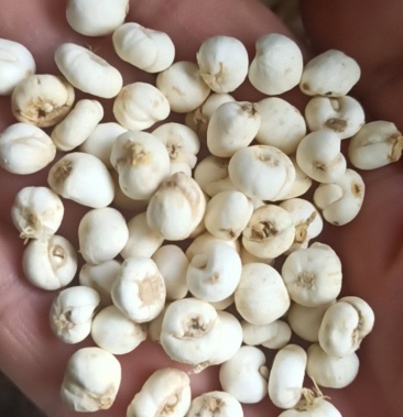 贝母小贝母豆贝母中药材批发贝母产地直销质量保证