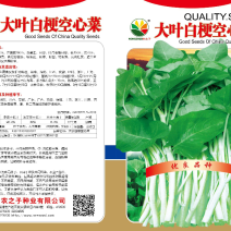大叶白梗空心菜种子，产量高。纯度高，
