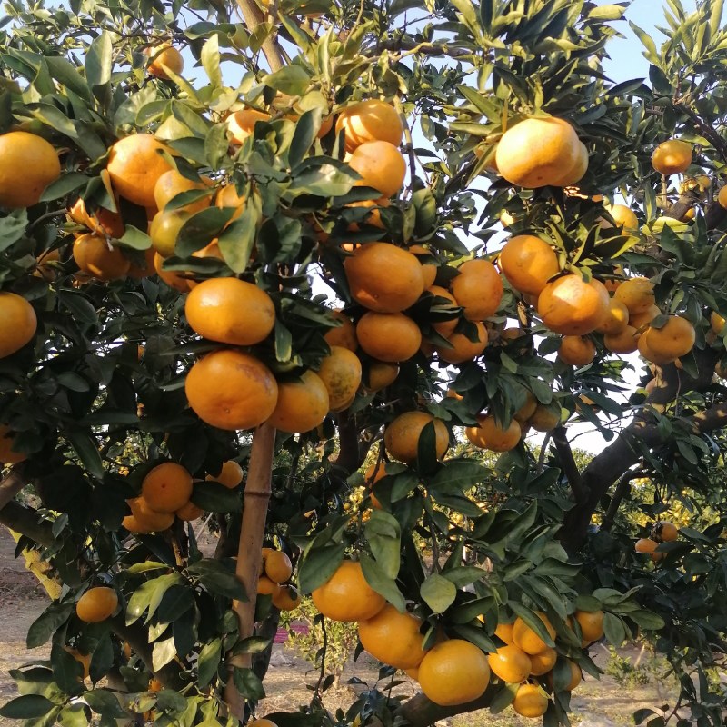 上海柑橘皮薄肉嫩桔子宫川自产自销批发现摘