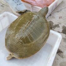 4斤多老甲鱼，需要的可以联系