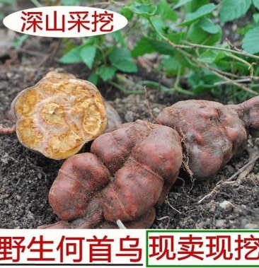 [何首乌批发]中药何首乌价格100.00元/斤 - 一亩田