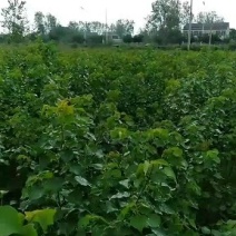 乌桕树苗