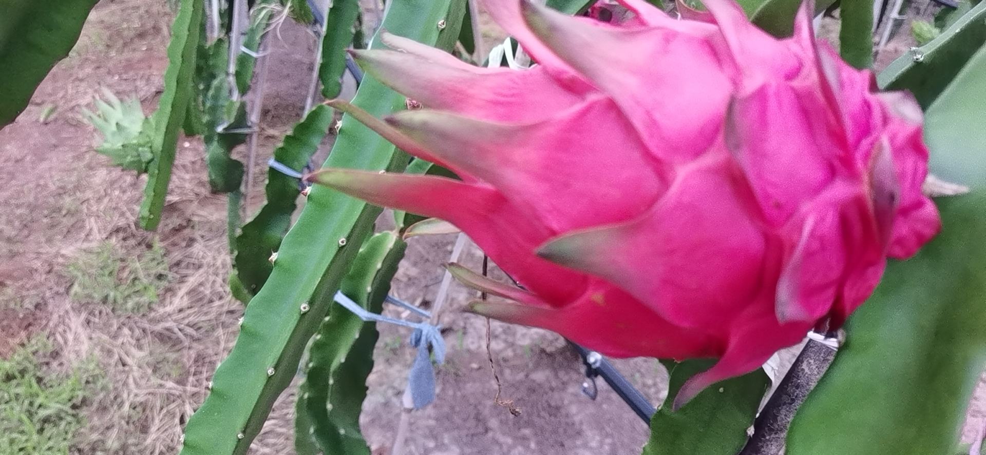 火龙果种植支撑柱布局图