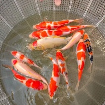 锦鲤鱼苗5-10cm、红白、三色、松叶、昭和。