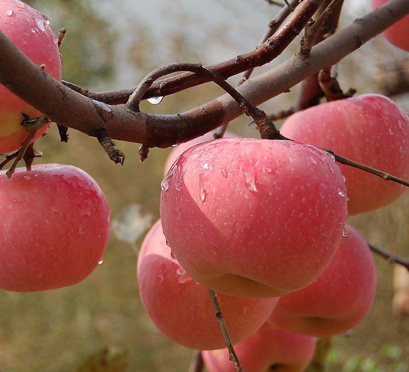 苹果酸奶杯成品图