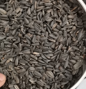 油葵鸽粮鸟粮榨油小油葵净货
