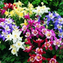 重瓣耧斗菜种子猫爪花易活花籽花种子四季开花漏斗菜种子