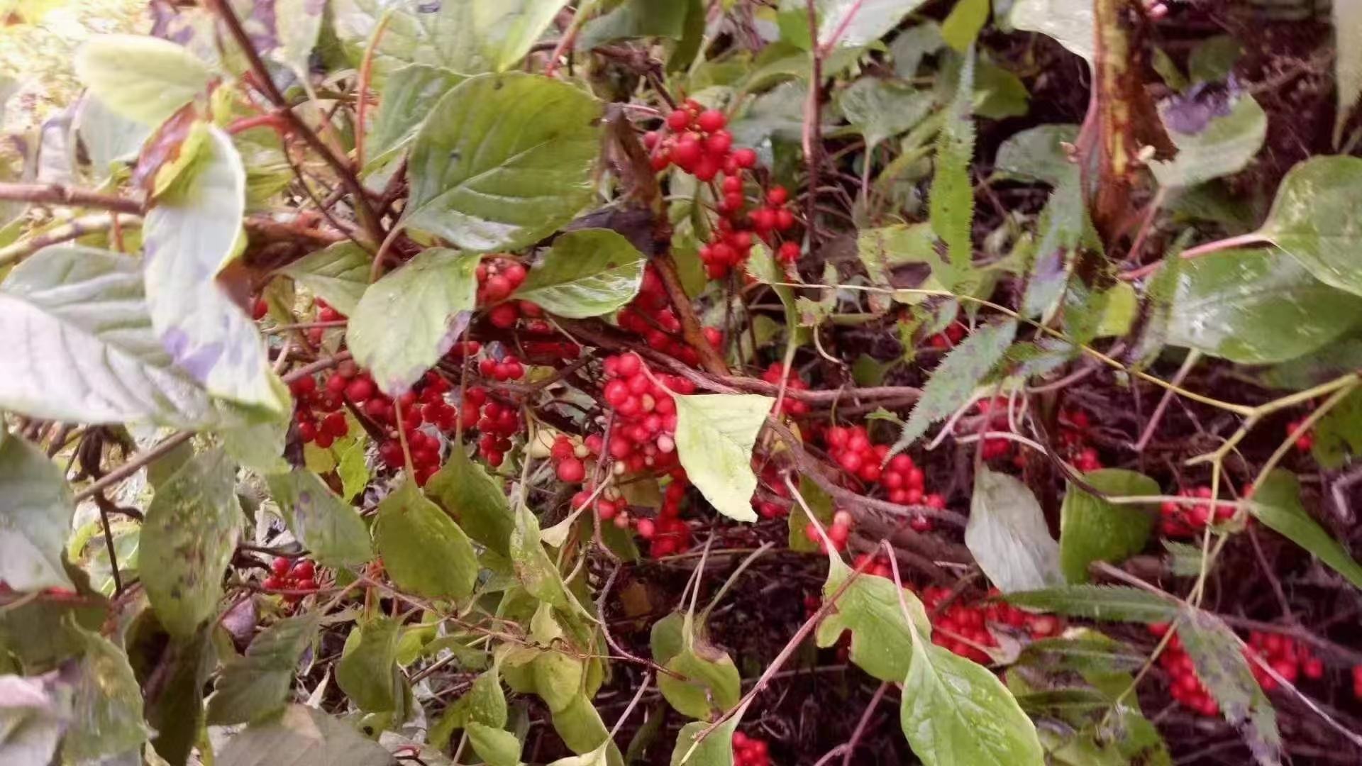 北五味子植物与果实特写