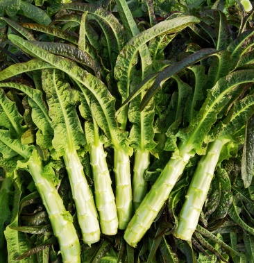 【热卖】尖叶圆叶 莴笋莴苣基地加工 产地直销 代发全国
