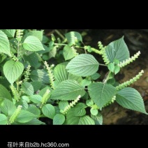 苏子叶，苏子甘肃特产