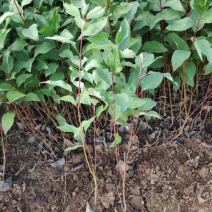 红瑞木树苗红瑞木绿化苗木庭院植物树苗绿化苗工程用苗彩色树