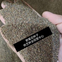 野菊花种子可药用泡茶菊花茶籽阳台庭院多年生花卉植物盆栽