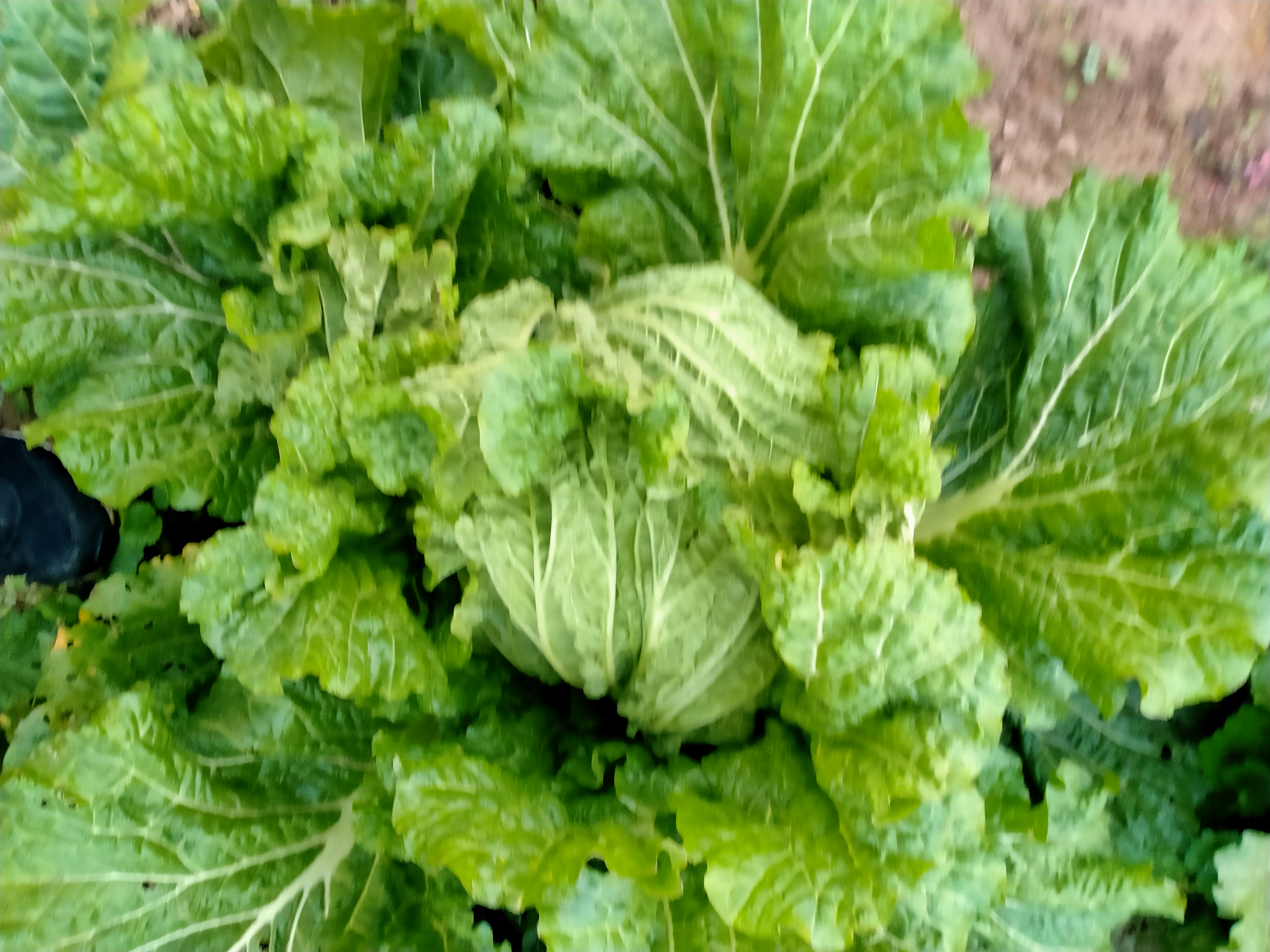 青杂三号白菜幼苗期