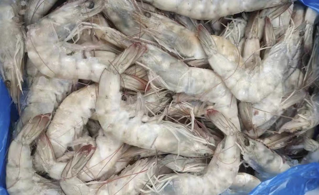 蒜蓉粉丝蒸白对虾成品图