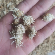 【诺一药材】菊花药用菊花精品药材